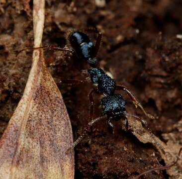 Image of Rhytidoponera confusa Ward 1980