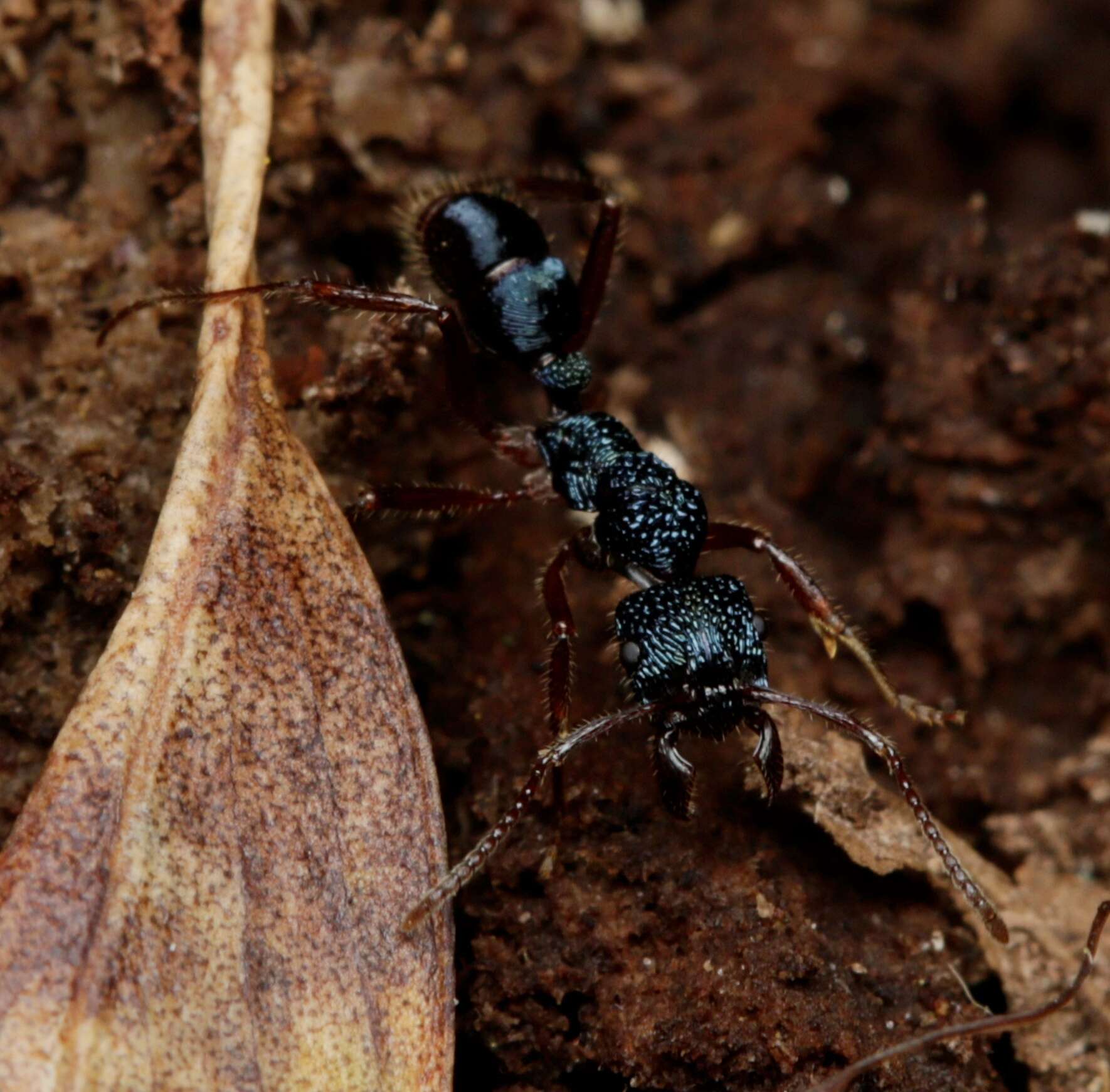 Image of Rhytidoponera confusa Ward 1980