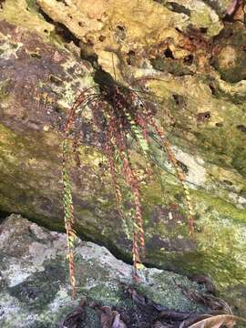 Image of Bicolored Spleenwort