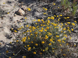 Image of Helichrysum rutilans (L.) D. Don