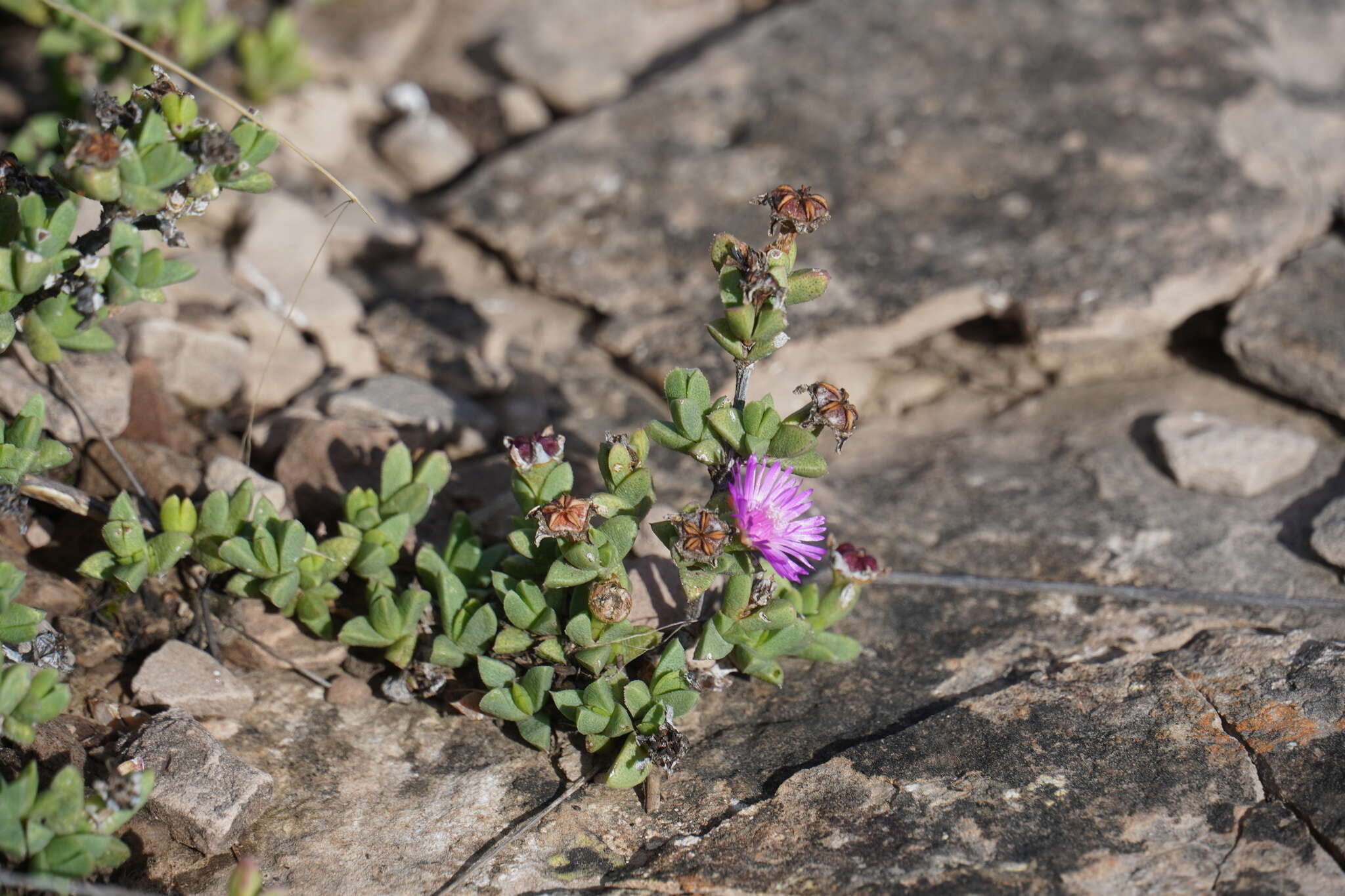 Image of Ruschia putterillii (L. Bol.) L. Bol.