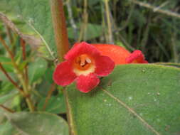 Image of Kohleria trianae (Regel) Hanst.