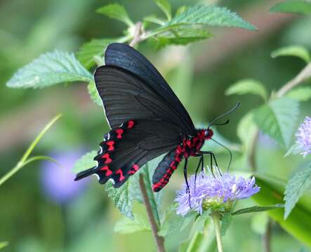 Image of Parides bunichus (Hübner 1821)