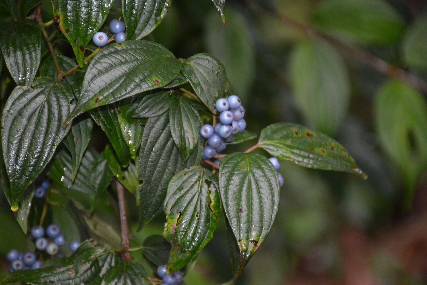 Слика од Cornus excelsa Kunth