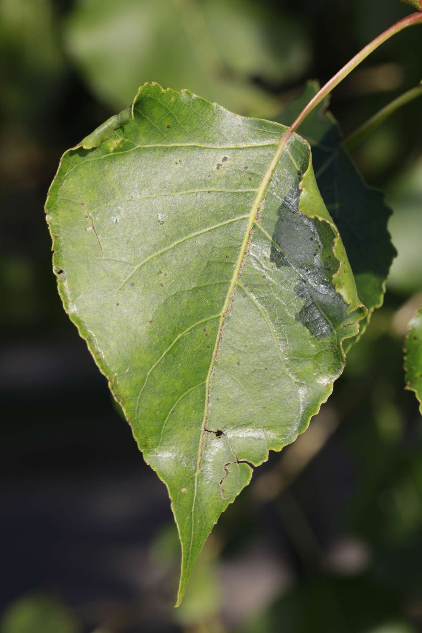 Image of Phyllocnistis unipunctella (Stephens 1834)