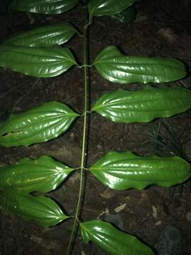 Image of White Supplejack