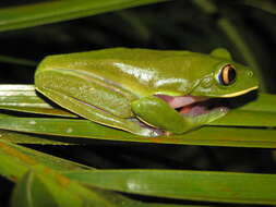 Image of blue-sided leaf frog