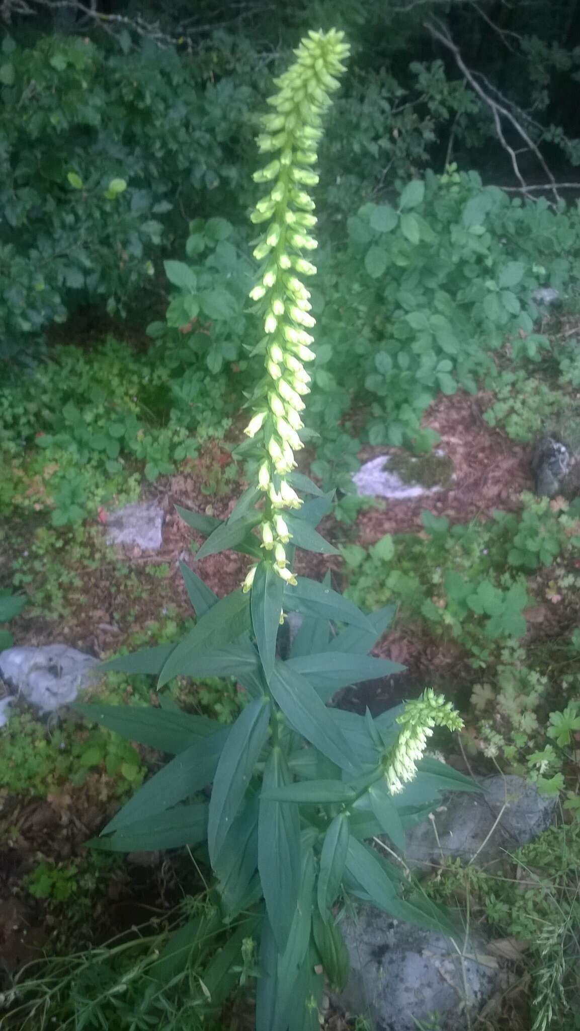 صورة Digitalis lutea subsp. australis (Ten.) Arcangeli