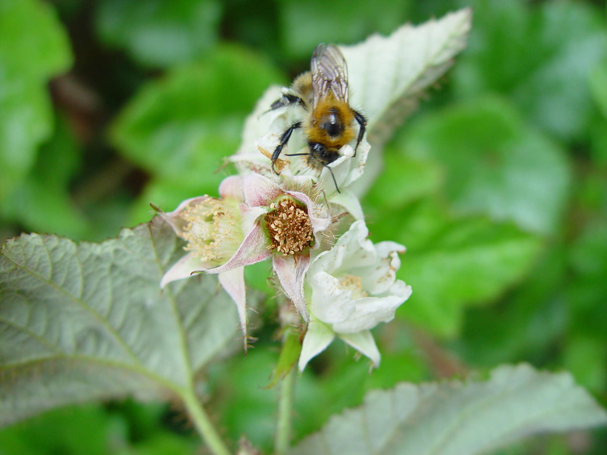 Image of Creeping Bramble