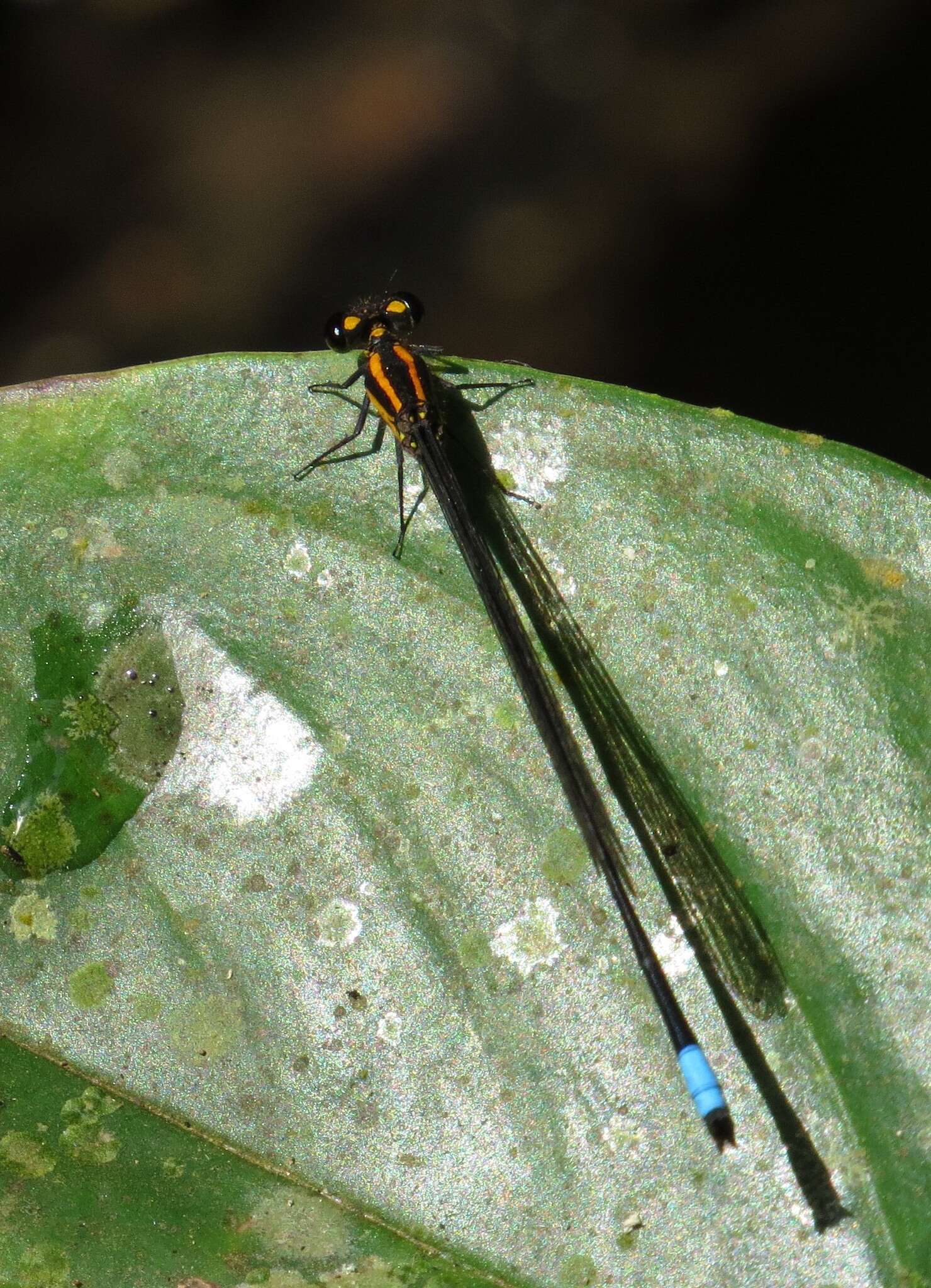 Image of Acanthagrion apicale Selys 1876