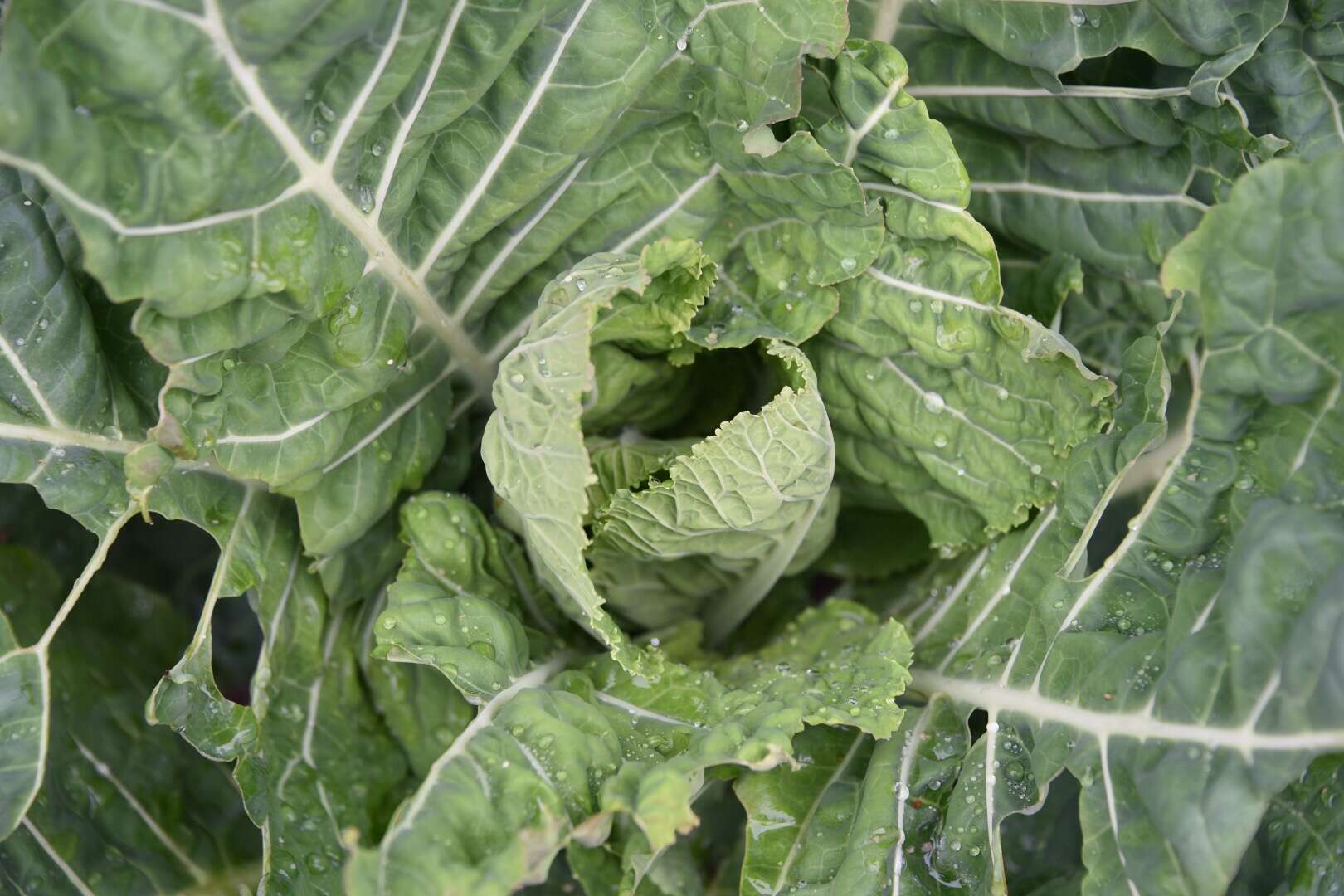 Image of Wild Mustard