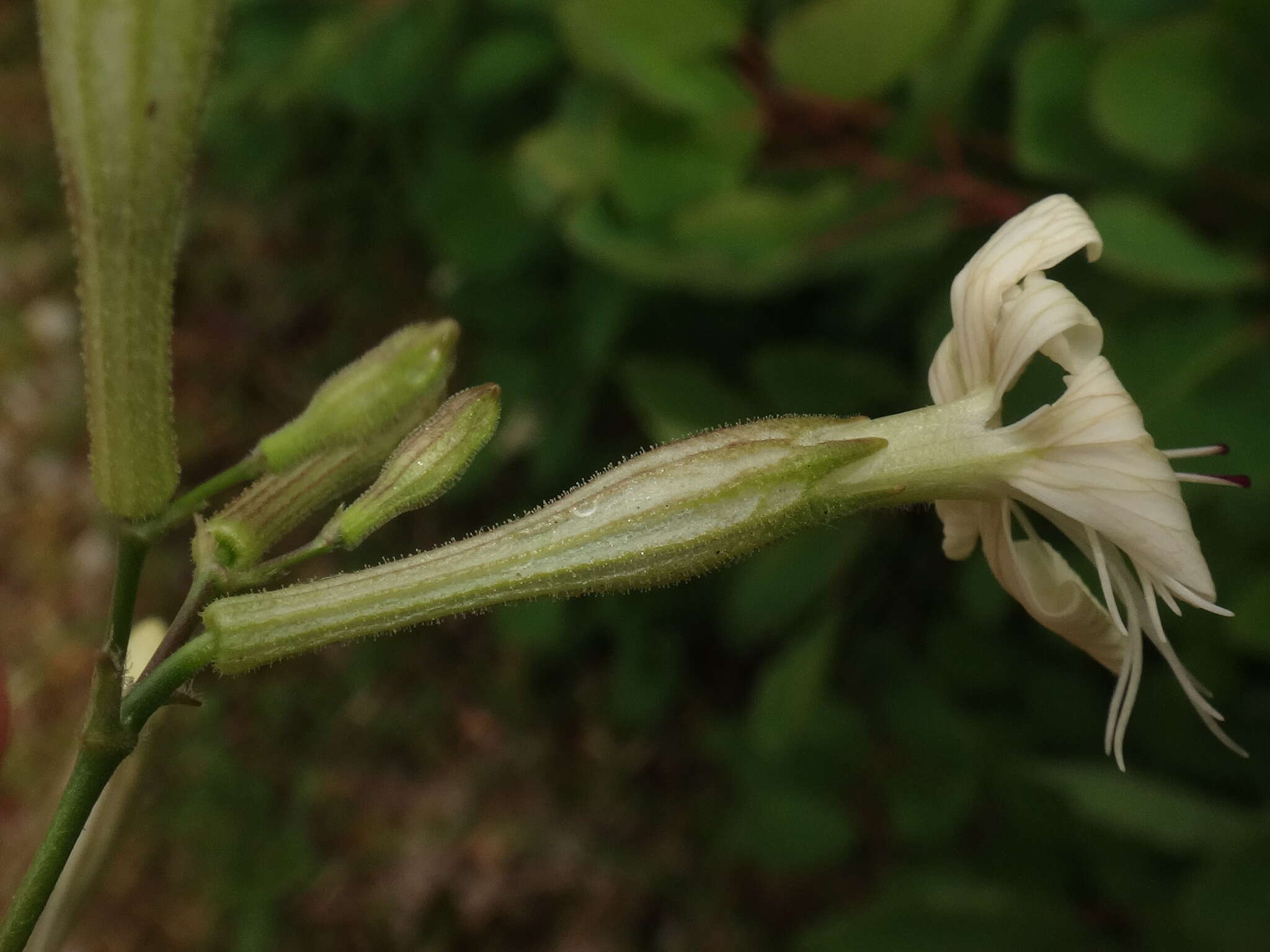 Image of Silene italica subsp. italica