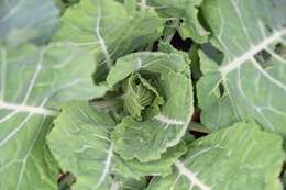 Image of Wild Mustard