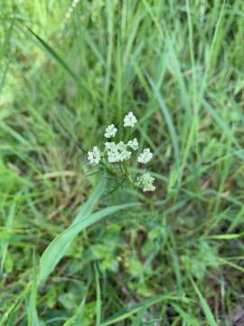 Conopodium resmi