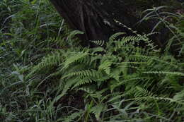 Sivun Cystopteris bulbifera (L.) Bernh. kuva