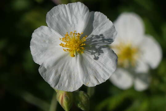 Image of Helianthemum apenninum (L.) Miller