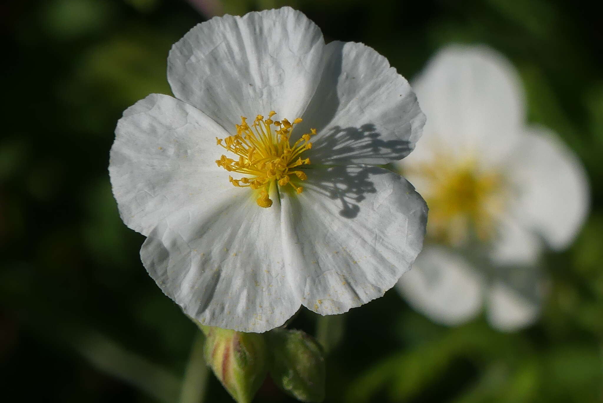 Image of White Rock-rose