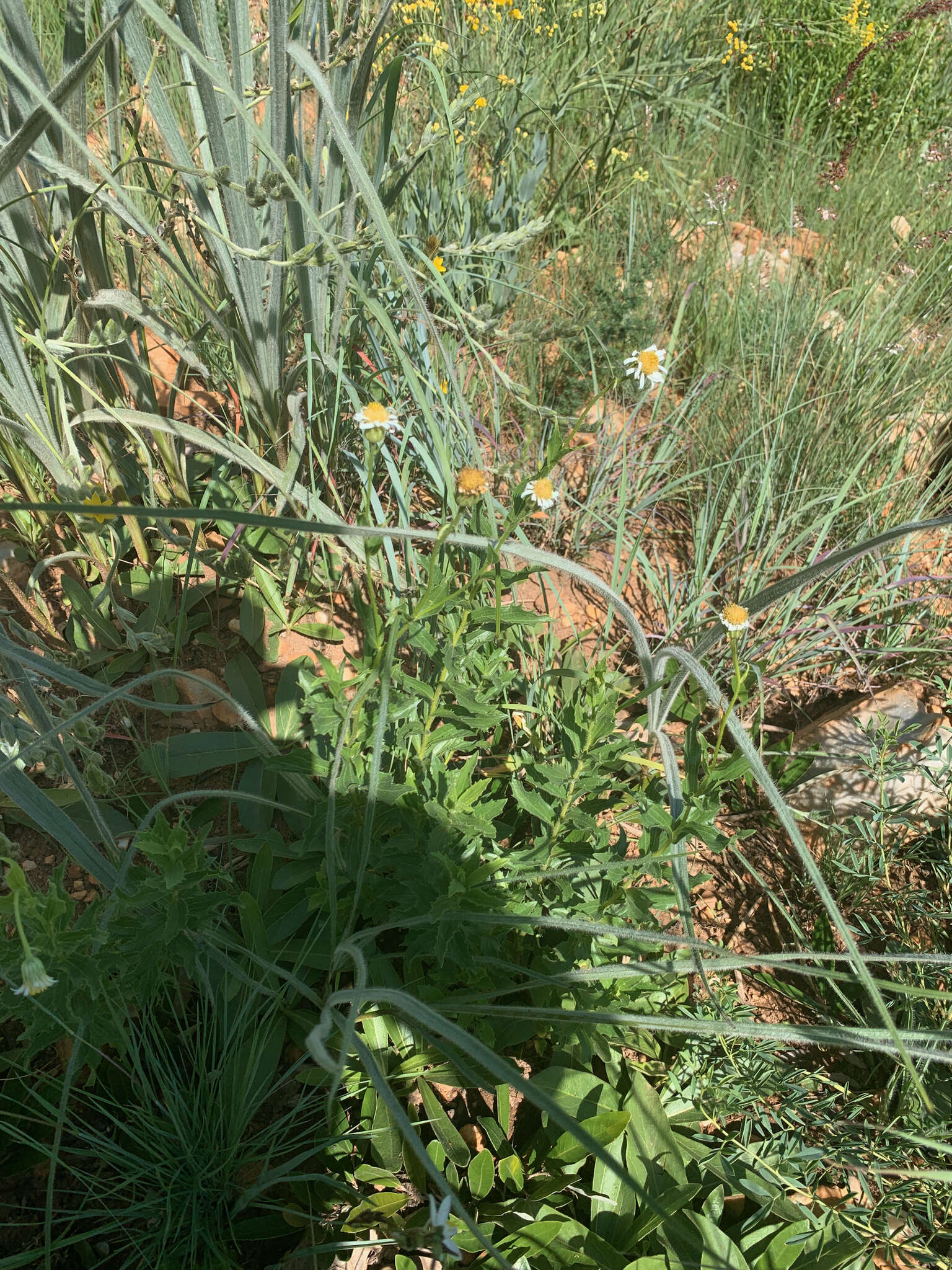 Image of Afroaster peglerae (Bolus) J. C. Manning & Goldblatt