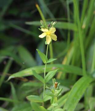 Image of Hypericum erectum C. P. Thunberg ex A. Murray