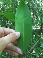 Image of Symplocos cochinchinensis (Lour.) Moore