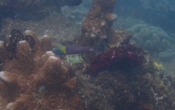 Image of Bluehead wrasse