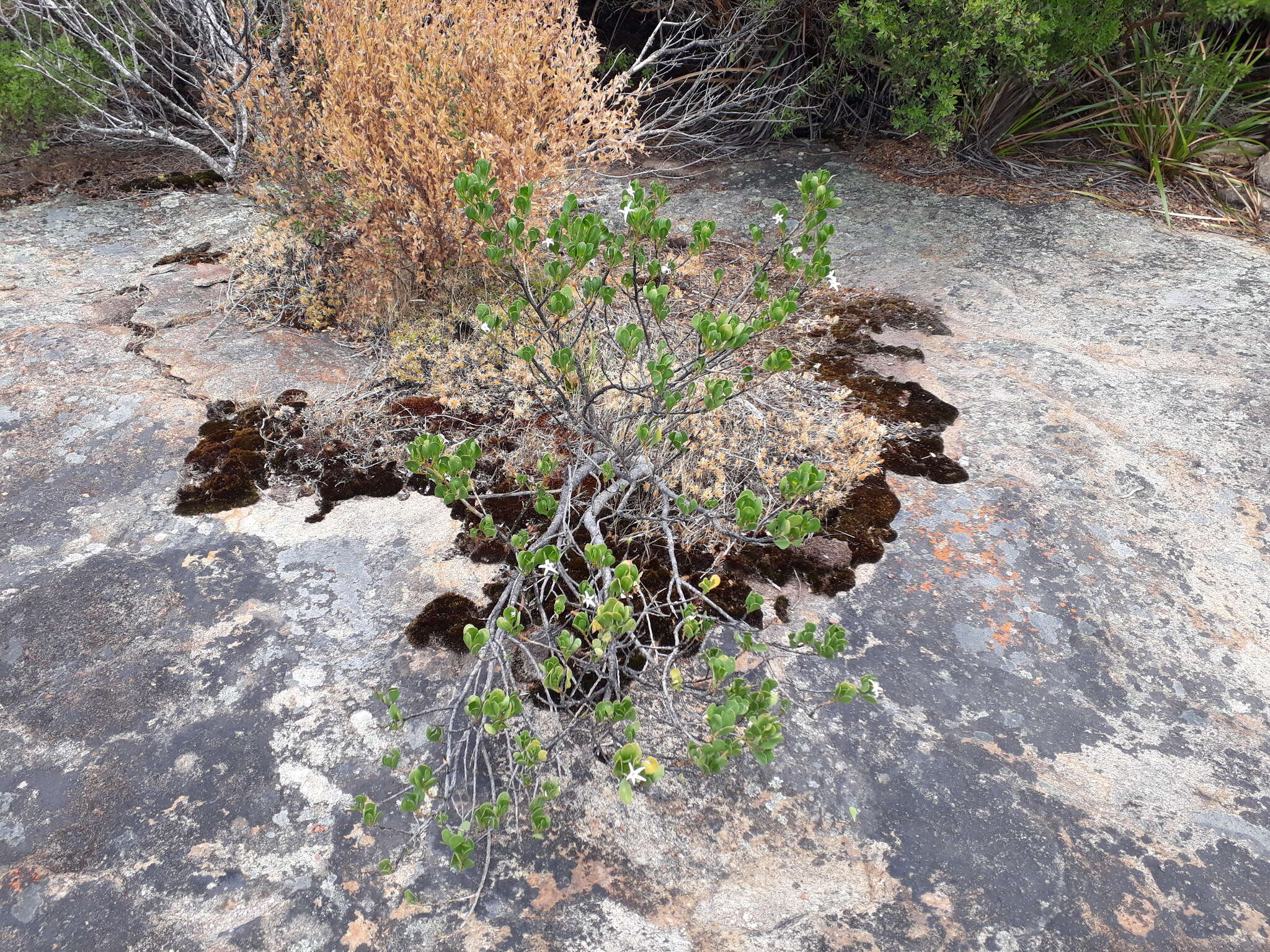 Image of Anthocercis viscosa R. Br.