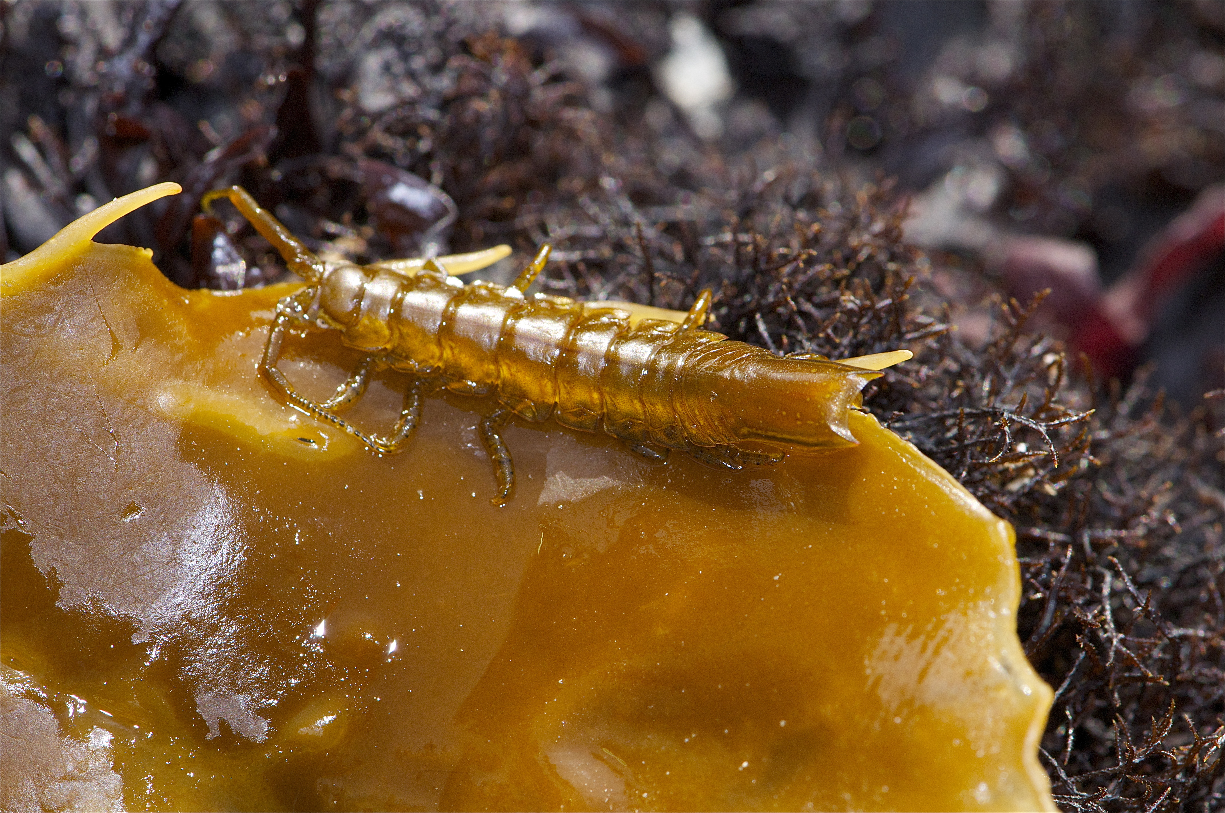 Image of Rockweed Isopod