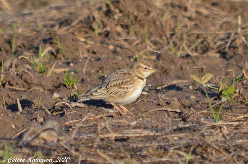 Image of Bimaculated Lark