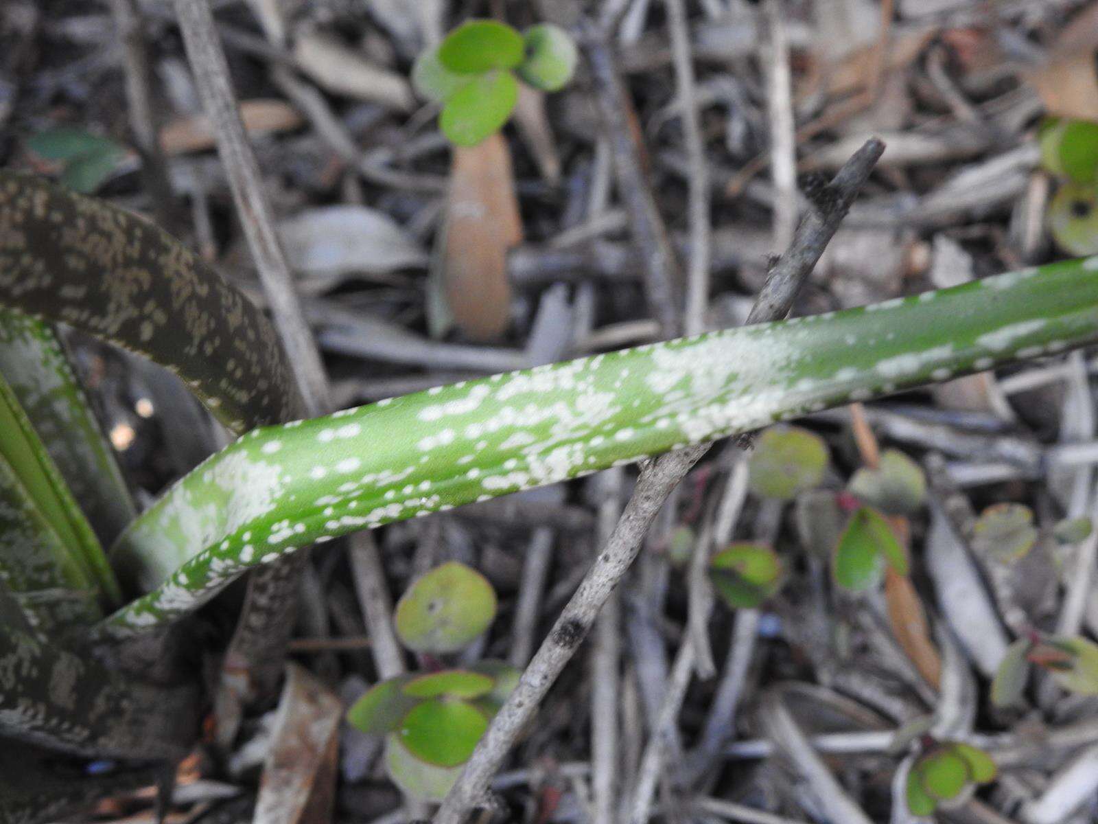 Image of Gasteria pulchra (Aiton) Haw.