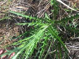 Imagem de Cirsium lecontei Torr. & A. Gray