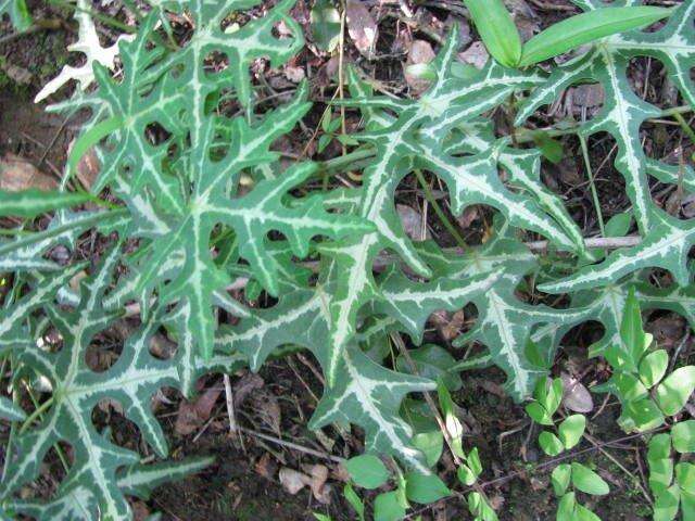 Adenia natalensis de Wilde的圖片