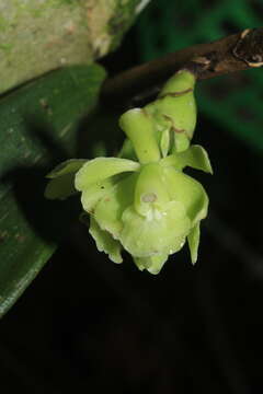 Image of Epidendrum aggregatum Lindl.