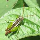 Image of Parepistaurus eburlineatus Green & S. V. 1998