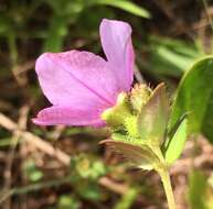 Imagem de Rhexia nuttallii C. W. James