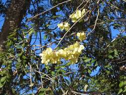 Image of Florida fishpoison tree