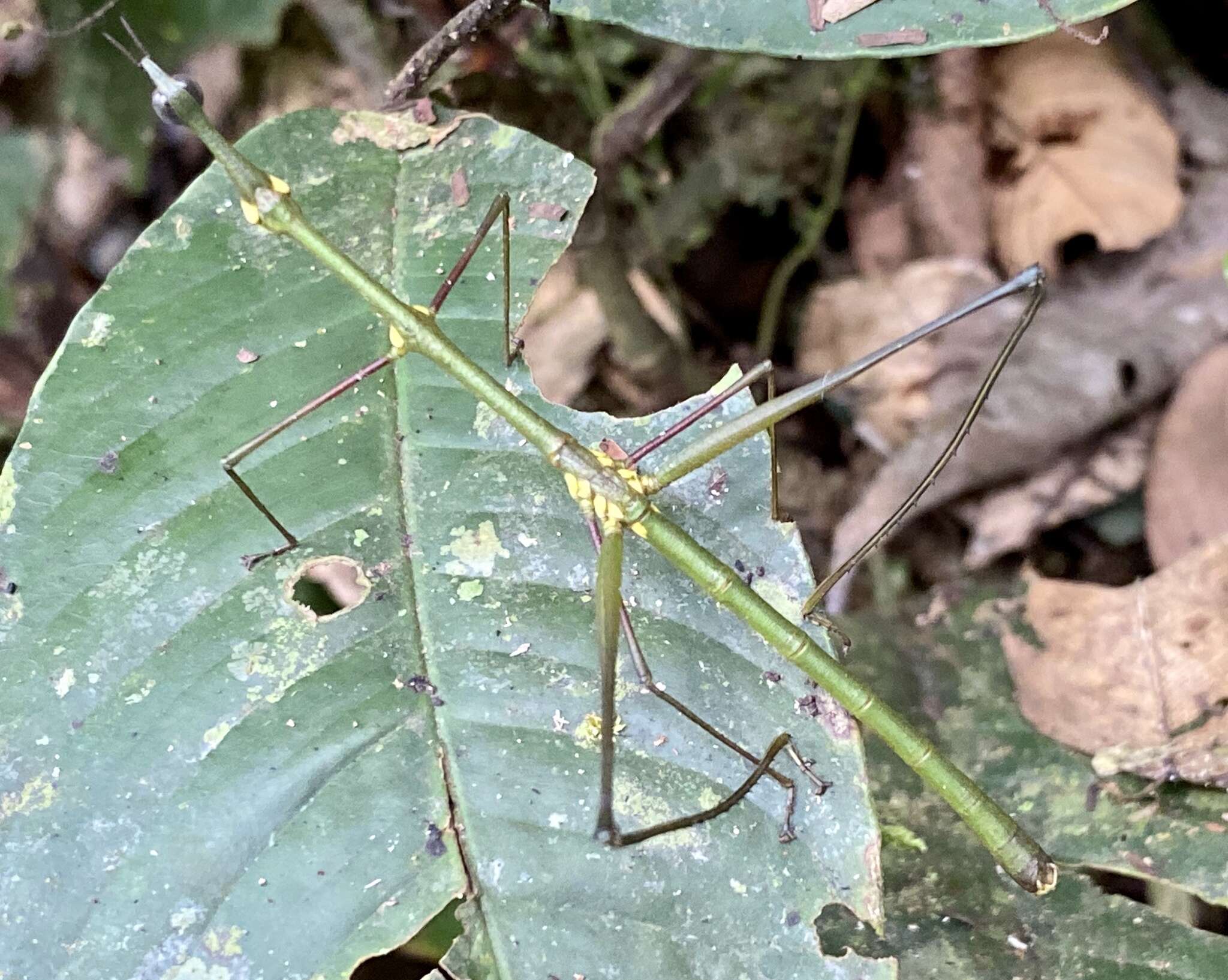 Image of Paraproscopia riedei Bentos-Pereira 2006