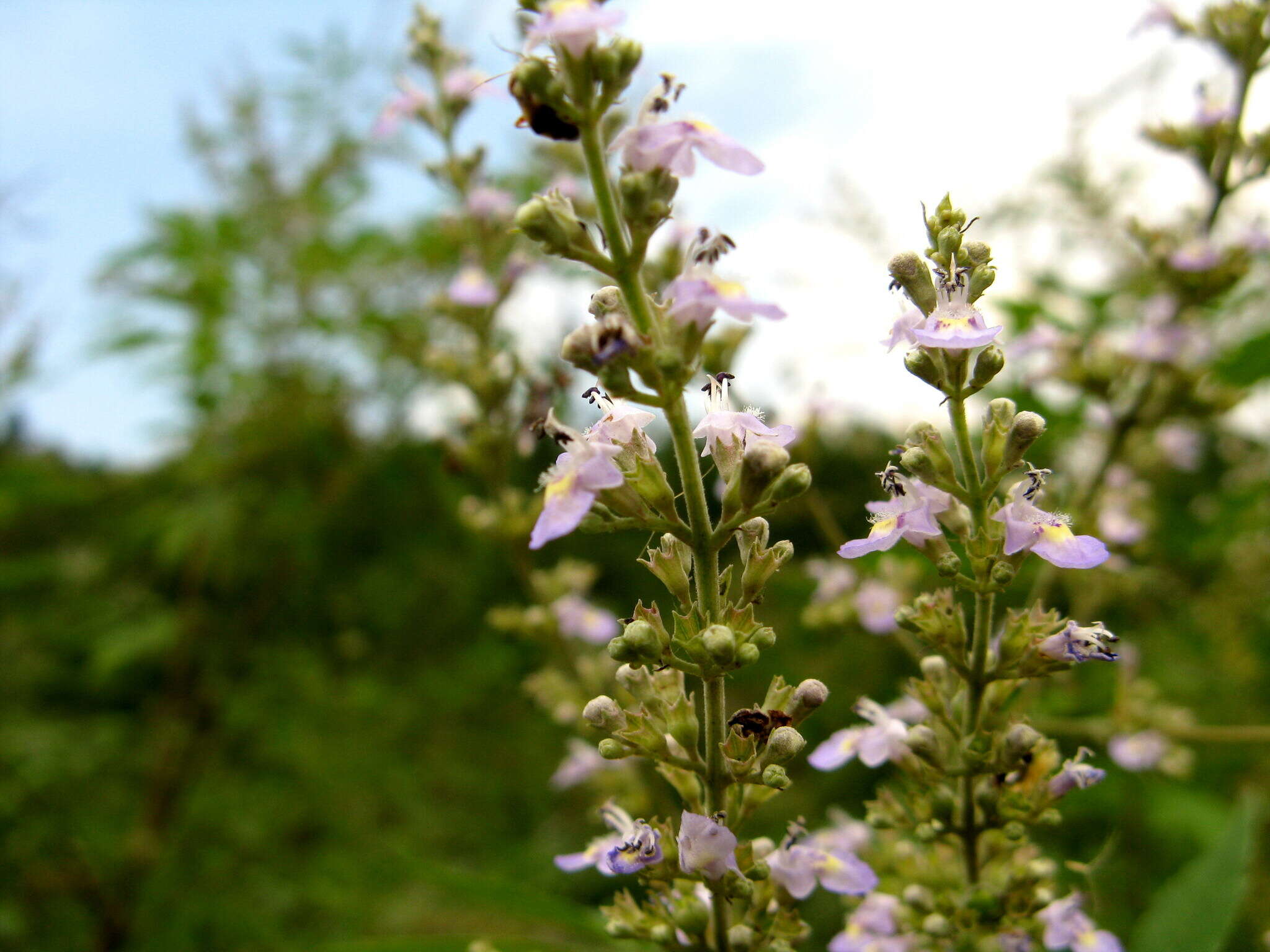 Image of Chinese chastetree