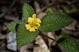 Imagem de Turnera lamiifolia Cambess.