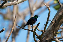 Image of Purple-banded Sunbird