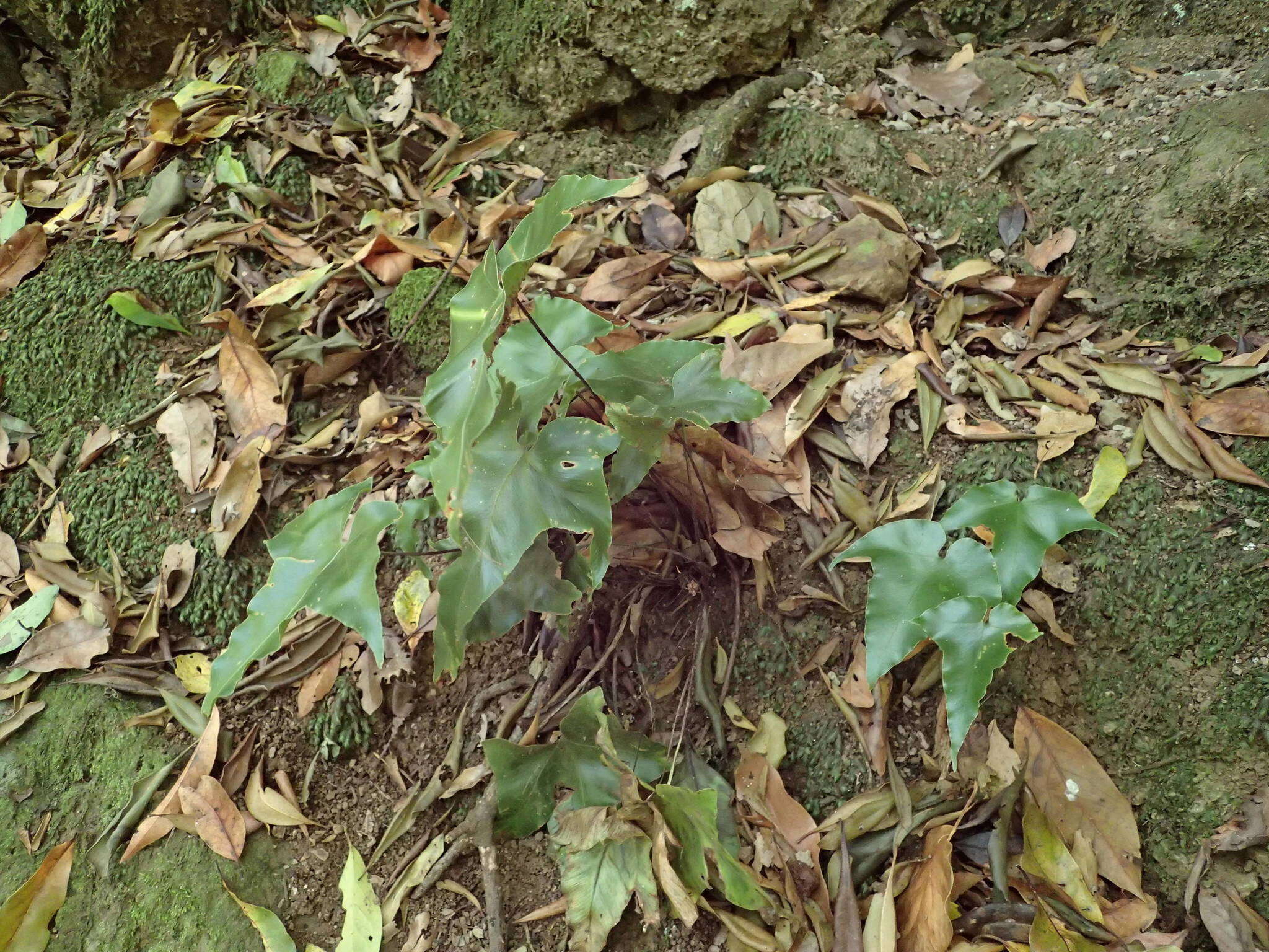 Plancia ëd Asplenium hemionitis L.