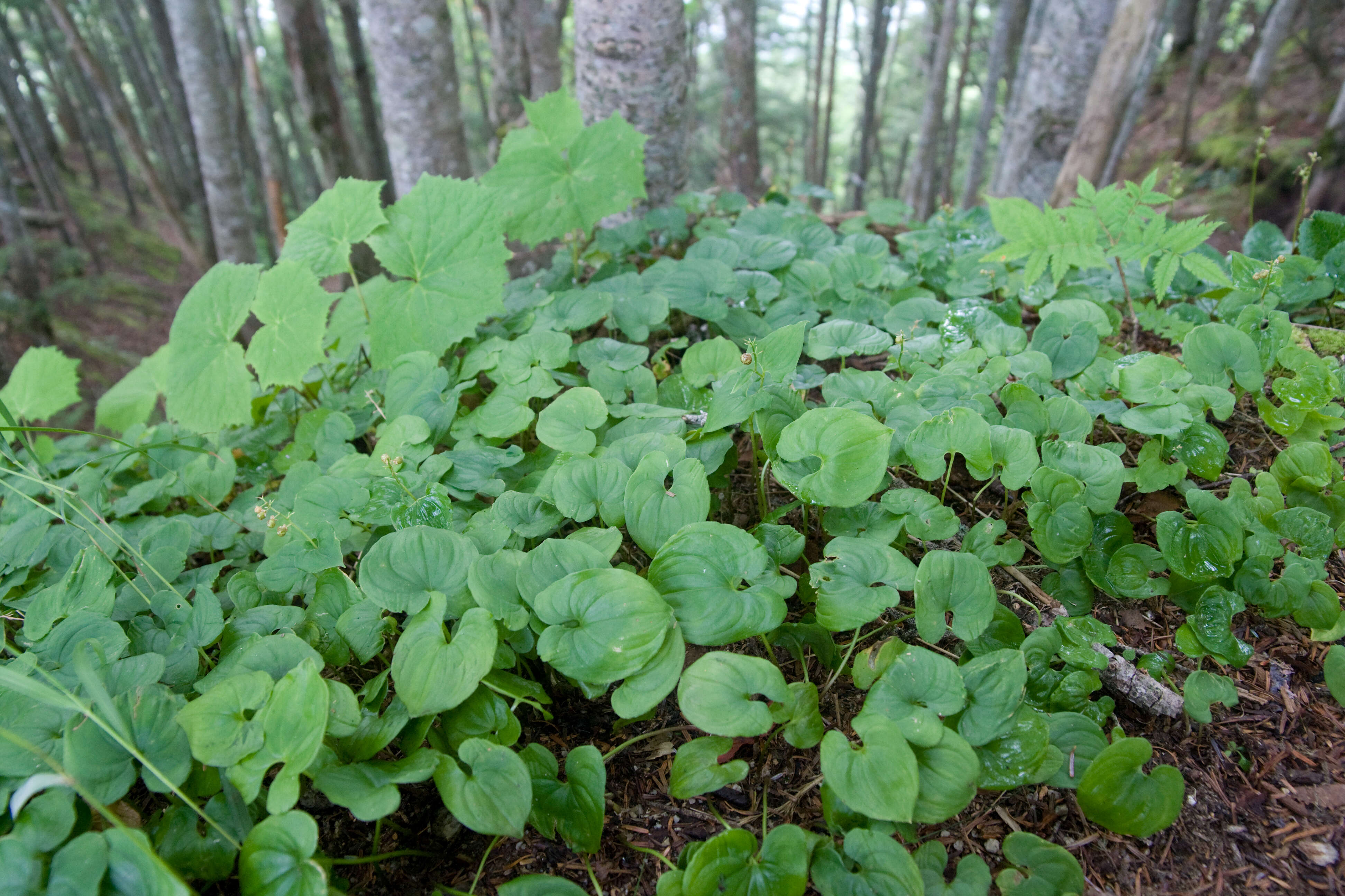 Imagem de Maianthemum dilatatum (Alph. Wood) A. Nelson & J. F. Macbr.