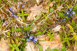 Image of Chalk milkwort