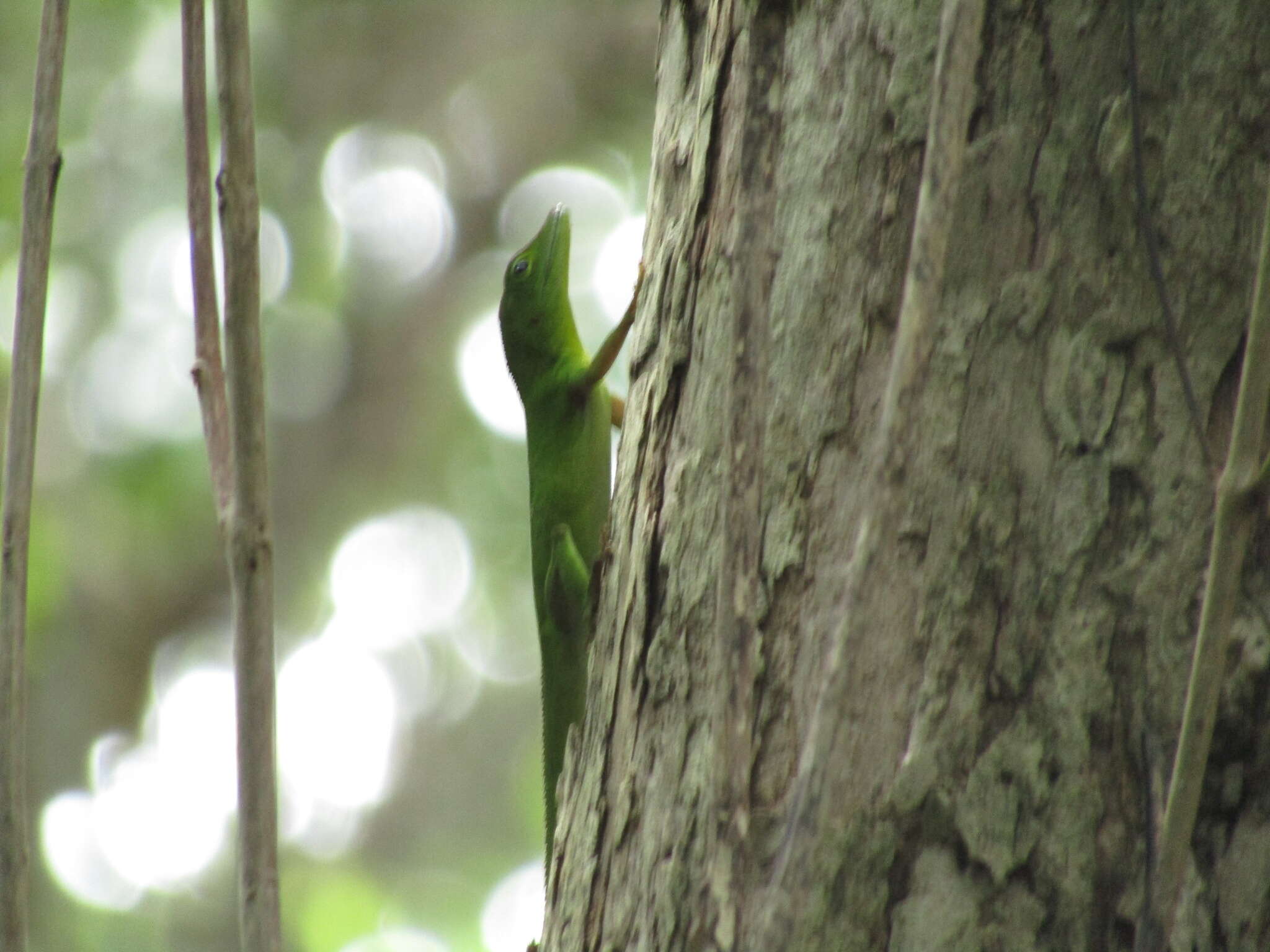 Image of Jamaican giant anole
