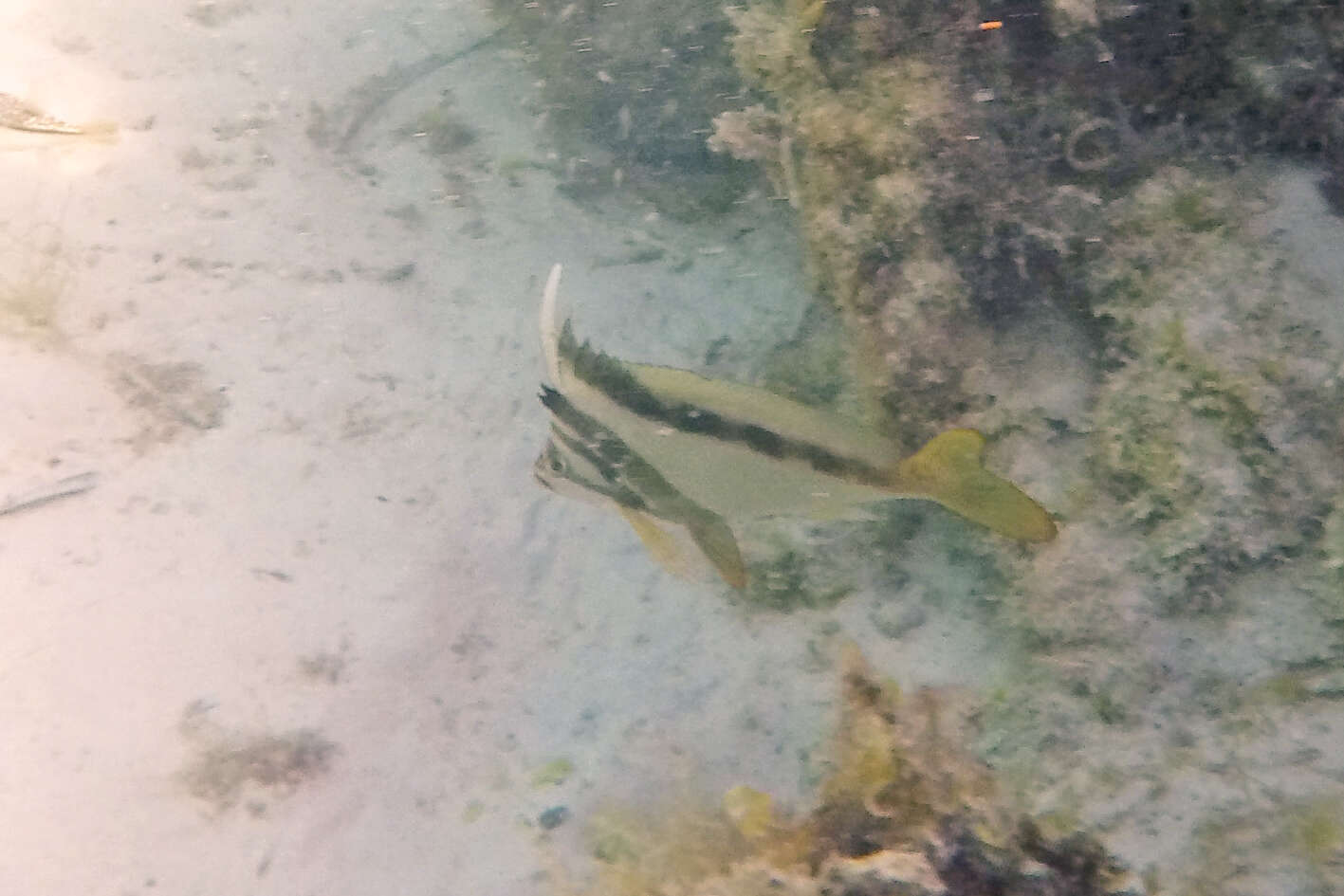 Image of Crested morwong