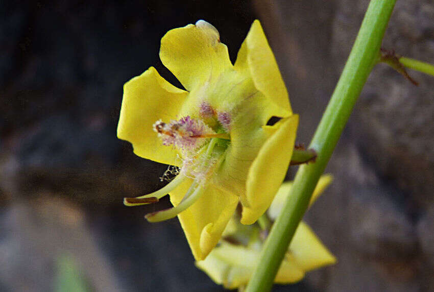 Image of Verbascum capitis-viridis Huber-Morath