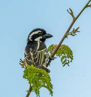 Image of Spot-flanked Barbet