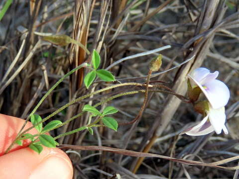 Image of <i>Lotononis complanata</i>