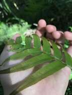 Image of swamp water fern