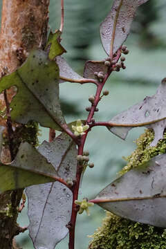 Image of Pseudowintera colorata (Raoul) Dandy