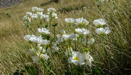 Image of Mount Cook buttercup